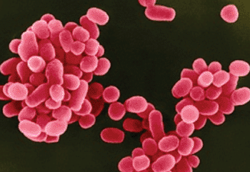 Image: Coxiella burnetii (Photo courtesy of US Centers for Disease Control).